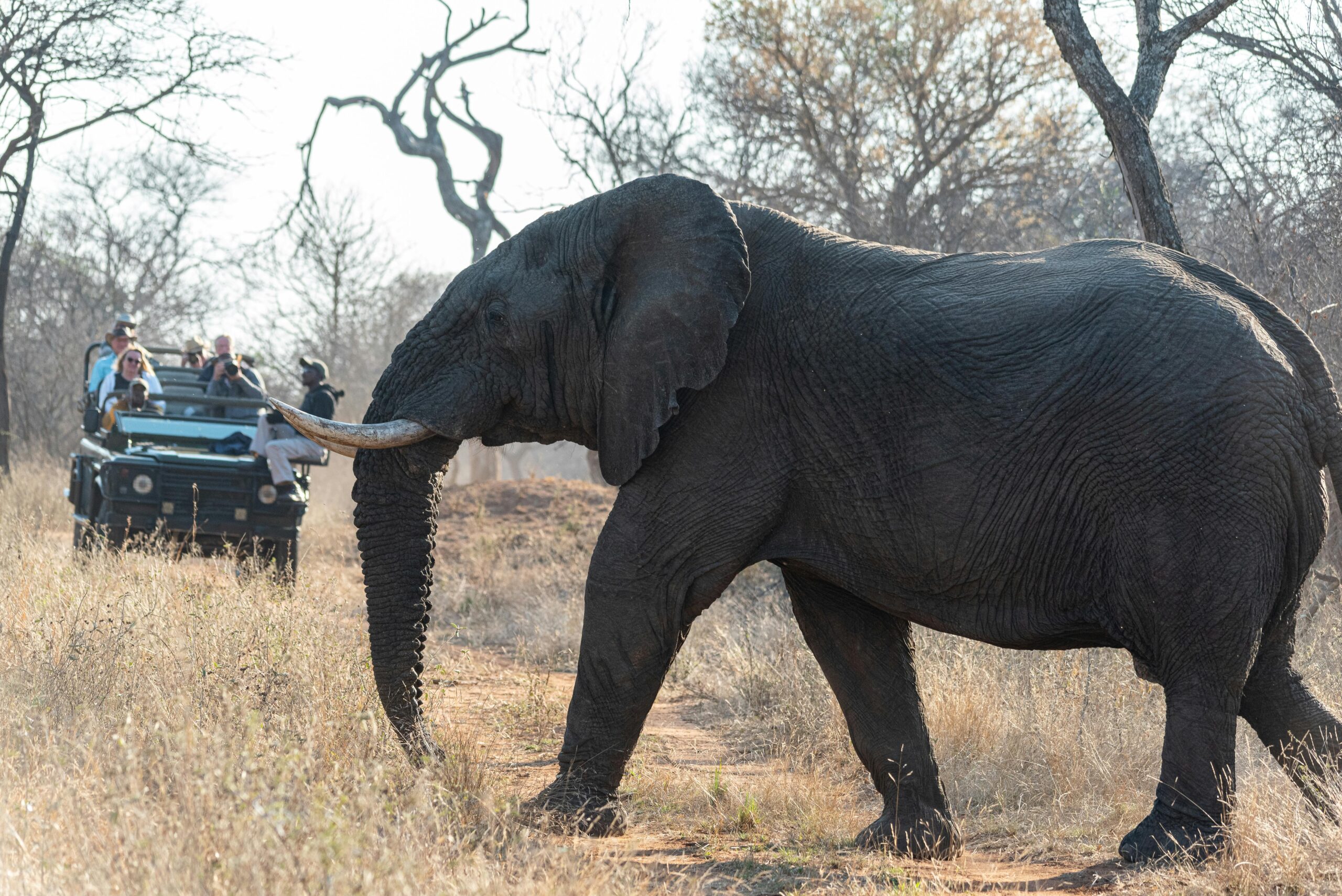Explore More—Safari Adventures Await