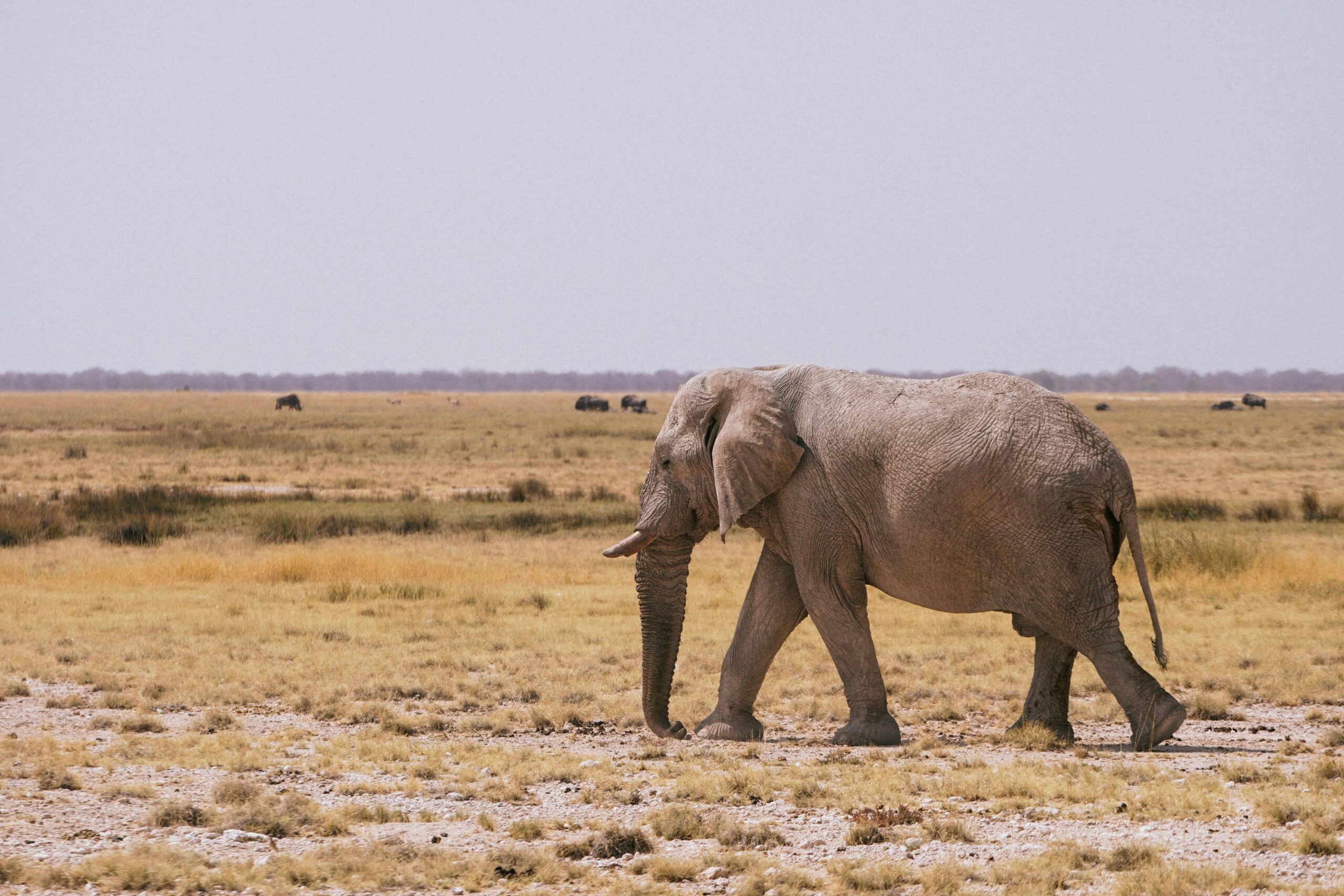 Unforgettable Game Drives—Experience the Wild