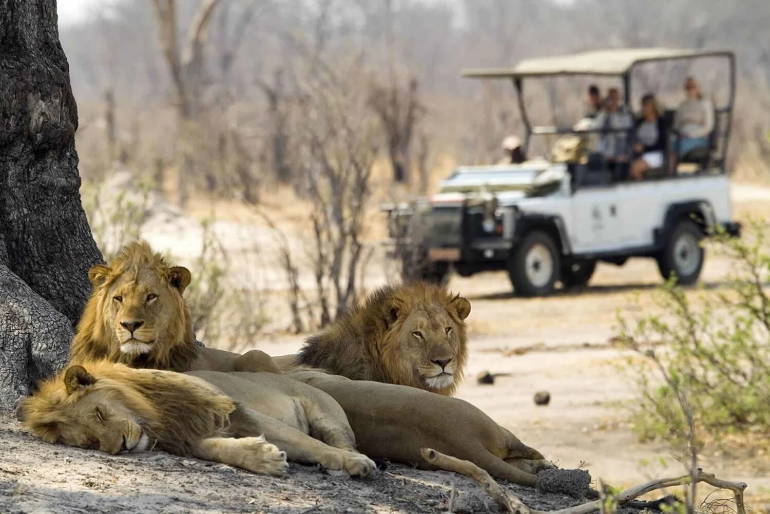 Game Drive in Zambezi National Park