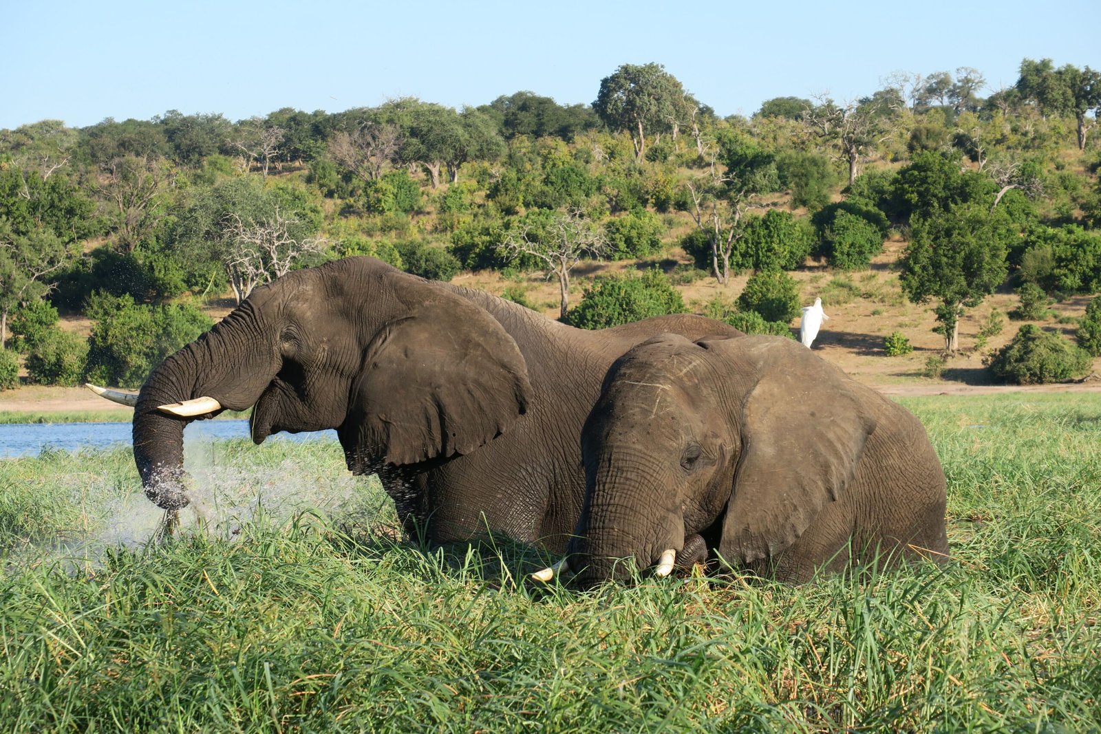 Main image for Full Day Chobe